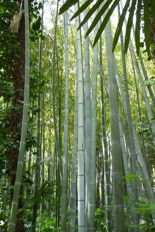 Moso Giant Bamboo (Phyllostachys Edulis 'Moso') - 3 Gallon Pot (4-6') 10 Moso Giant Bamboo (Phyllostachys Edulis 'Moso') - 3 Gallon Pot (4-6') - Image 10