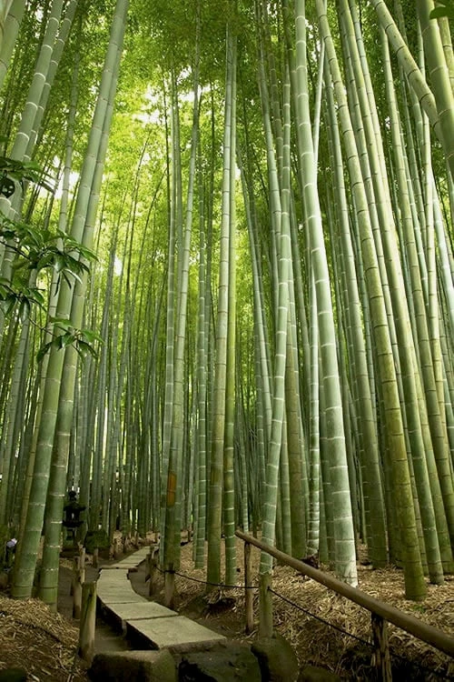 Moso Giant Bamboo (Phyllostachys Edulis 'Moso') - 3 Gallon Pot (4-6') 4 Moso Giant Bamboo (Phyllostachys Edulis 'Moso') - 3 Gallon Pot (4-6') - Image 4