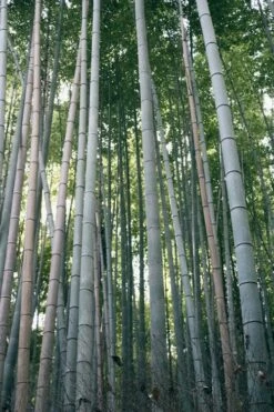 Henon Giant Gray Bamboo - Phyllostachys Nigra 'Henon' - 3 Gallon Pot (4-6')