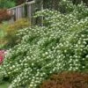 Atlantic Ninebark (Physocarpus Opulifolius) - 1 Gallon Pot