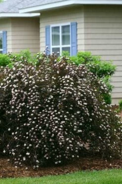 Summer Wine Ninebark (Physocarpus) - 3 Gallon Pot -Wilson Bros Gardens Shop physocarpus summer wine ninebark 3