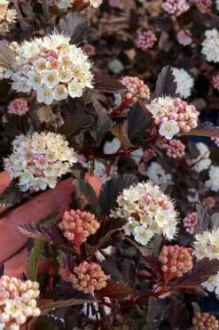 Summer Wine Ninebark (Physocarpus) - 3 Gallon Pot -Wilson Bros Gardens Shop physocarpus summer wine ninebark 6