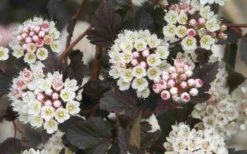 Summer Wine Ninebark (Physocarpus) - 3 Gallon Pot -Wilson Bros Gardens Shop physocarpus summer wine ninebark 7