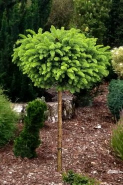 Little Gem Dwarf Norway Spruce Tree (Single Trunk) - 2 Gallon Pot -Wilson Bros Gardens Shop picea abies little gem dwarf norway spruce tree 1
