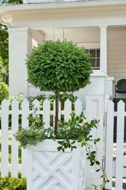 Little Gem Dwarf Norway Spruce Tree (Single Trunk) - 2 Gallon Pot -Wilson Bros Gardens Shop picea abies little gem dwarf norway spruce tree 5