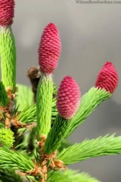 Pusch Dwarf Norway Spruce Topiary Tree - 3 Gallon Pot 9 Pusch Dwarf Norway Spruce Topiary Tree - 3 Gallon Pot -Wilson Bros Gardens Shop picea abies pusch dwarf norway spruce 1