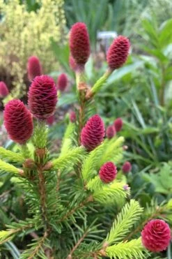 Pusch Dwarf Norway Spruce Topiary Tree - 3 Gallon Pot 8 Pusch Dwarf Norway Spruce Topiary Tree - 3 Gallon Pot -Wilson Bros Gardens Shop picea abies pusch dwarf norway spruce 16