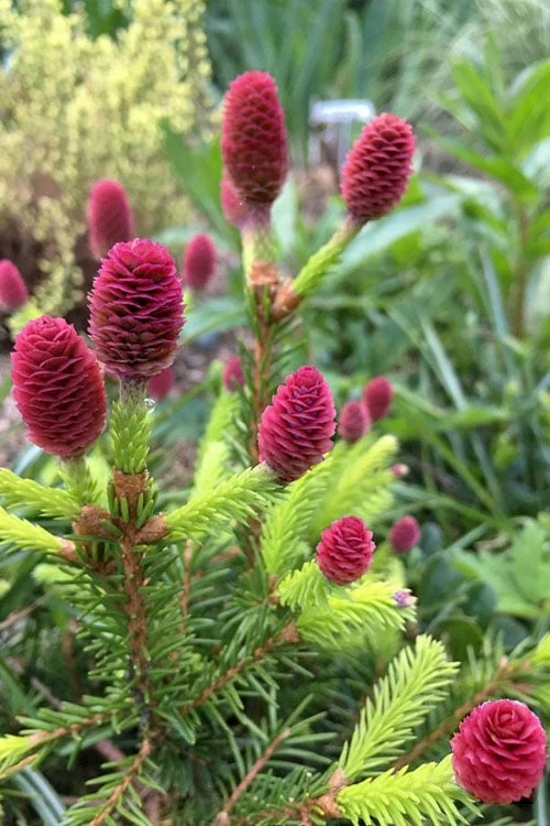 Pusch Dwarf Norway Spruce Topiary Tree - 3 Gallon Pot 4 Pusch Dwarf Norway Spruce Topiary Tree - 3 Gallon Pot - Image 4
