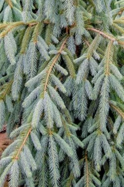 Bush's Lace Engelmann Spruce (Picea Engelmannii) - 1 Gallon Pot -Wilson Bros Gardens Shop picea engelmannii bushs lace engelmann spruce 10 1