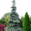 Bush's Lace Engelmann Spruce (Picea Engelmannii) - 1 Gallon Pot