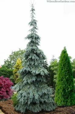 Bush's Lace Engelmann Spruce (Picea Engelmannii) - 1 Gallon Pot