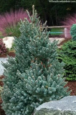 Blue Teardrop White Spruce (Picea Glauca) - 5 Gallon Pot