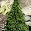 Pixie Miniature Dwarf Alberta Spruce - Quart Pot