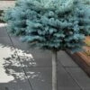 Dwarf Globe Blue Spruce Topiary Tree (Picea Pungens 'Globosa') - 1 Gallon Pot