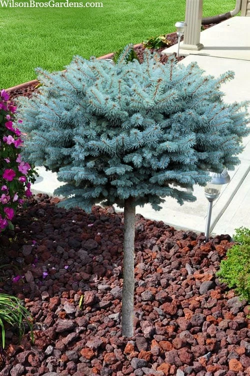 Dwarf Globe Blue Spruce Topiary Tree (Picea Pungens 'Globosa') - 5 Gallon Pot 4 Dwarf Globe Blue Spruce Topiary Tree (Picea Pungens 'Globosa') - 5 Gallon Pot - Image 4