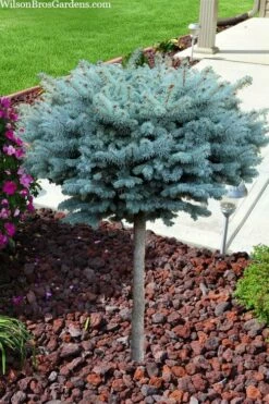 Dwarf Globe Blue Spruce Topiary Tree (Picea Pungens 'Globosa') - 1 Gallon Pot -Wilson Bros Gardens Shop picea pungens glauca globosa dwarf globe colorado blue spruce topiary tree 2