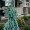 Slenderina Weeping Colorado Blue Spruce - 1 Gallon Pot