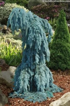 Slenderina Weeping Colorado Blue Spruce - 5 Gallon Pot -Wilson Bros Gardens Shop picea pungens glauca slenderina pendula weeping colorado spruce 4 1