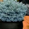Dwarf Globe Blue Spruce (Picea Pungens 'Globosa') - 2 Gallon Pot