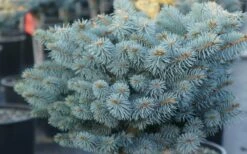 Dwarf Globe Blue Spruce (Picea Pungens 'Globosa') - 2 Gallon Pot -Wilson Bros Gardens Shop picea pungens globosa dwarf globe blue spruce 2 1