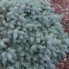 Lundeby's Dwarf Colorado Blue Spruce (Picea Pungens) - 3 Gallon Pot