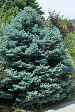 Montgomery Dwarf Blue Spruce (Picea Pungens 'Montgomery') - 2 Gallon Pot