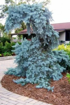 The Blues Colorado Spruce (Picea Pungens) - 6 Gallon Pot (2-3') 13 The Blues Colorado Spruce (Picea Pungens) - 6 Gallon Pot (2-3') -Wilson Bros Gardens Shop picea pungens the blues colorado blue spruce 10 1