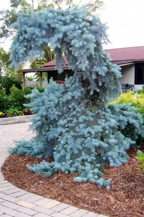 The Blues Colorado Spruce (Picea Pungens) - 6 Gallon Pot (2-3') 6 The Blues Colorado Spruce (Picea Pungens) - 6 Gallon Pot (2-3') - Image 6