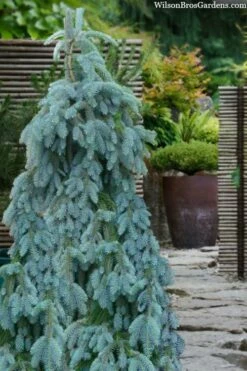 The Blues Colorado Spruce (Picea Pungens) - 6 Gallon Pot (2-3') 15 The Blues Colorado Spruce (Picea Pungens) - 6 Gallon Pot (2-3') -Wilson Bros Gardens Shop picea pungens the blues colorado blue spruce 100