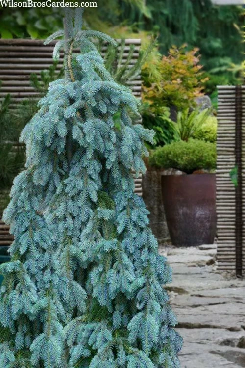 The Blues Colorado Spruce (Picea Pungens) - 6 Gallon Pot (2-3') 1 The Blues Colorado Spruce (Picea Pungens) - 6 Gallon Pot (2-3')