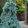 The Blues Colorado Spruce (Picea Pungens) - 6 Gallon Pot (4-5')