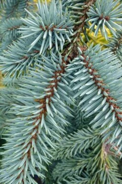The Blues Colorado Spruce (Picea Pungens) - 6 Gallon Pot (2-3') 14 The Blues Colorado Spruce (Picea Pungens) - 6 Gallon Pot (2-3') -Wilson Bros Gardens Shop picea pungens the blues colorado blue spruce 9 1