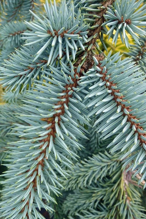 The Blues Colorado Spruce (Picea Pungens) - 6 Gallon Pot (2-3') 7 The Blues Colorado Spruce (Picea Pungens) - 6 Gallon Pot (2-3') - Image 7