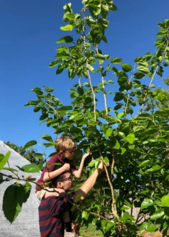 Mulberry 'Shangri La' (Morus Alba X Rubra) -Wilson Bros Gardens Shop picking mulberries