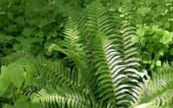 Southern Shield Fern (Dryopteris Ludoviciana) - 1 Gallon Pot -Wilson Bros Gardens Shop picture 3112 southern shield fern