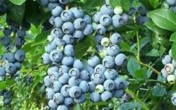 Brightwell Rabbiteye Blueberry - 1 Gallon Pot -Wilson Bros Gardens Shop picture 6424 brightwell rabbiteye blueberry 2