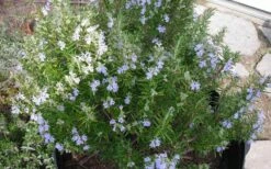 Tuscan Blue Rosemary - 5 Pack Of Quart Pots -Wilson Bros Gardens Shop picture 8376 tuscan blue rosemary 1