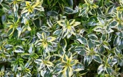 Miss Lemon Dwarf Abelia - 1 Gallon Pot -Wilson Bros Gardens Shop picture abelialemonzest