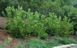 Ocala Yellow Anise (Illicium Parviflorum) - 3 Gallon Pot -Wilson Bros Gardens Shop picture aniseocala 2