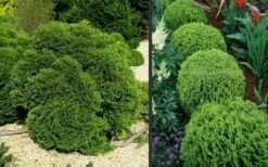 Tiny Tim Dwarf Globe Arborvitae - 2 Gallon Pot -Wilson Bros Gardens Shop picture arborvitae tiny 3