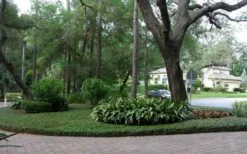 Asian Jasmine - Asiatic Jasmine - 1 Gallon Pot -Wilson Bros Gardens Shop picture asian jasmine 8 2