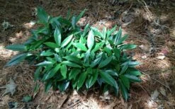 Dwarf Green Aucuba - Japanese Laurel - 3 Gallon Pot -Wilson Bros Gardens Shop picture aucuba dwarf green shrub 1