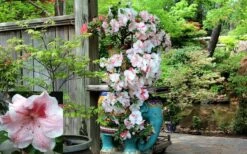Tama No Hada Azalea - 3 Gallon Pot -Wilson Bros Gardens Shop picture azalea tama no hada