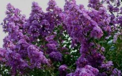 Twilight Purple Crape Myrtle - 7 Gallon Pot (3-4') -Wilson Bros Gardens Shop picture crape myrtle twilight 1 7