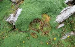 Elfin Creeping Thyme - Thymus Serpyllum Elfin - 3 Pack Of Pint Pots -Wilson Bros Gardens Shop picture creeping thyme elfin 4 2
