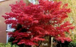 Red 'N Summer Japanese Maple - Acer Palmatum 'Hefner's Red' - 1 Gallon Pot -Wilson Bros Gardens Shop picture japanese maple hefners red fall 1