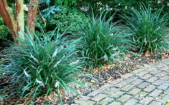 Emerald Goddess Liriope (Lilyturf) - 6-Pack Of 1 Gallon Pots -Wilson Bros Gardens Shop picture liriope emerald goddess 1