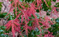 Dorothy Wycoff Pieris - 3 Gallon Pot 14 Dorothy Wycoff Pieris - 3 Gallon Pot -Wilson Bros Gardens Shop pieris japonica dorothy wycoff 5