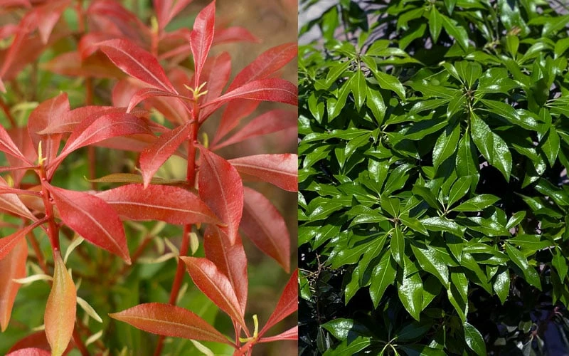 Dorothy Wycoff Pieris - 3 Gallon Pot 5 Dorothy Wycoff Pieris - 3 Gallon Pot - Image 5