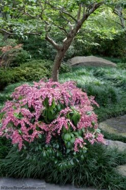 Katsura Pieris - 2 Gallon Pot 9 Katsura Pieris - 2 Gallon Pot -Wilson Bros Gardens Shop pieris japonica katsura 28 1
